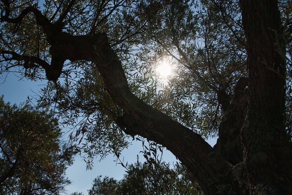 Ulivo in controluce