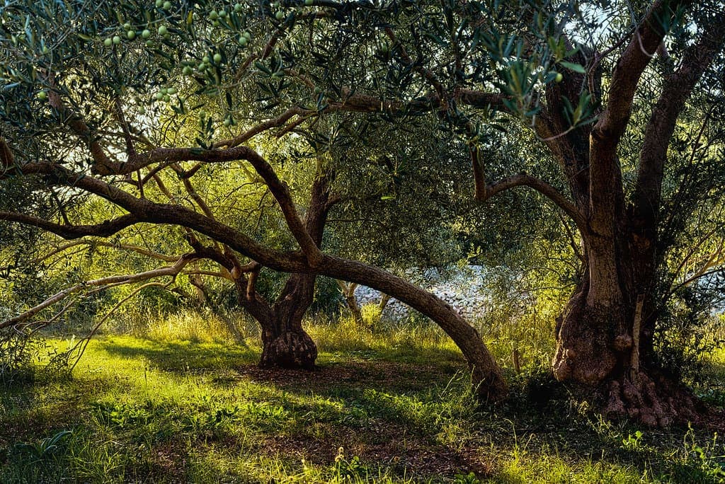 Uliveto antico al sole